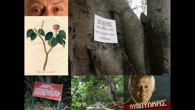George Vithoulkas ~ Mancinella (Manchineel) смотреть онлайн