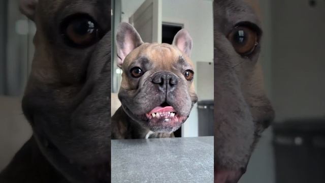 Почти чихуахуа #французскийбульдог #бульдог #собака смотреть онлайн