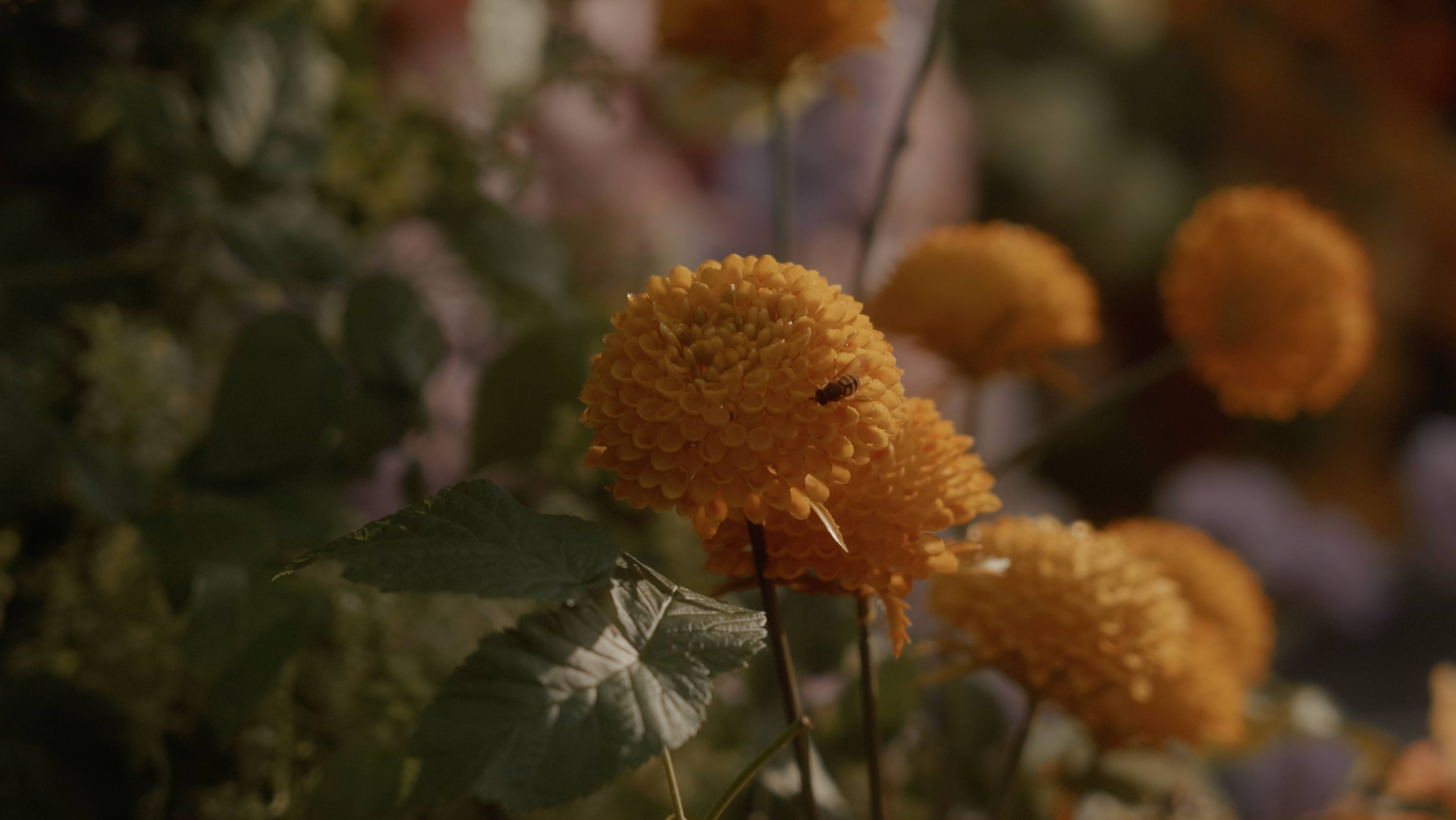 Wedding film A&A смотреть онлайн