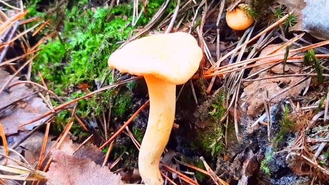 Релакс и сбор грибов в лесу,красноголовцы,маслята,лисички 9.Picking mushrooms in the forest 9. смотреть онлайн