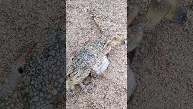 Огромный Краб с икрой Пхукет пляж Патонг. Таиланд 2024 за 50 тысяч рублей с перелетом@tutsi-dieti смотреть онлайн