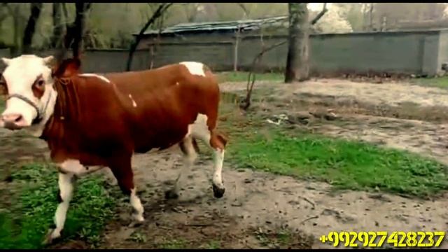 Срочно Симментал Парода Бугоз Гуножинлар Сотилади.+992927428237. смотреть онлайн