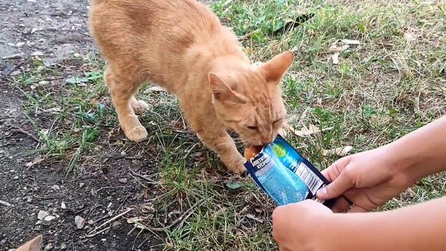 Бездомные животные - ответсвенность человека