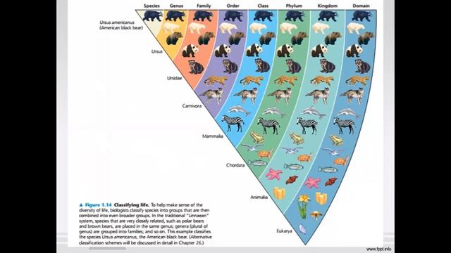 BIOLOGI MEDIK PERTEMUAN 1 DAN 2 смотреть онлайн