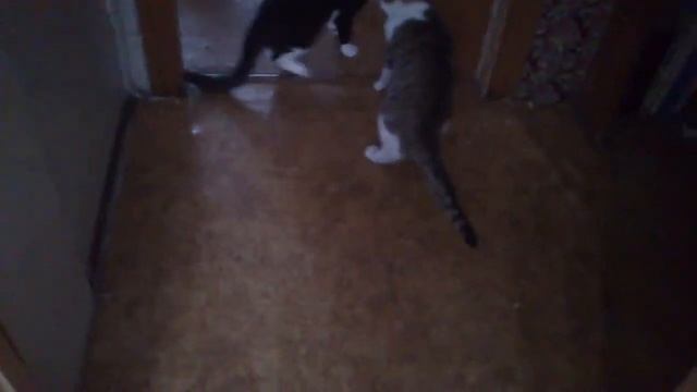 Бои без правил Барсик vs Вася смотреть онлайн