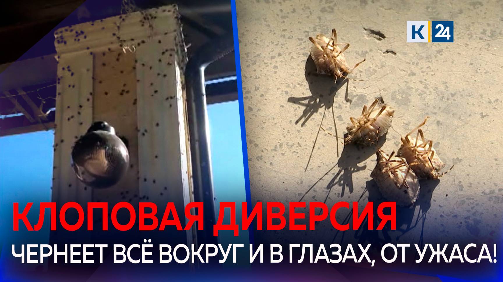 На Кубани ввели карантин по мраморному клопу в пяти районах смотреть онлайн