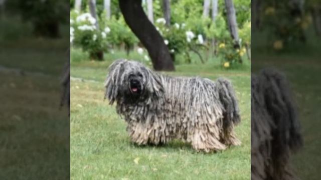 Amazing 😳😳...Strange dogs to exist ever!! The last one will shock you смотреть онлайн
