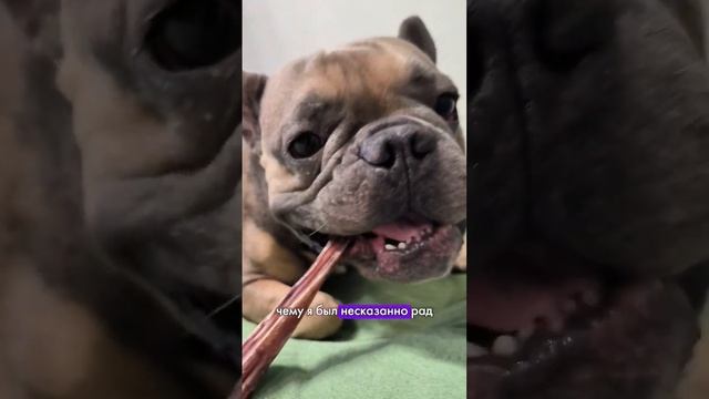 Французский бульдог теперь стал взрослым #французскийбульдог #бульдог #забавныеживотные смотреть онлайн