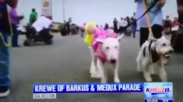 Rainy was on KHOU news last Sunday night!!!! смотреть онлайн