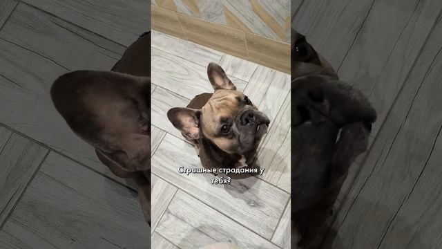 Собака очень переживает #французскийбульдог смотреть онлайн