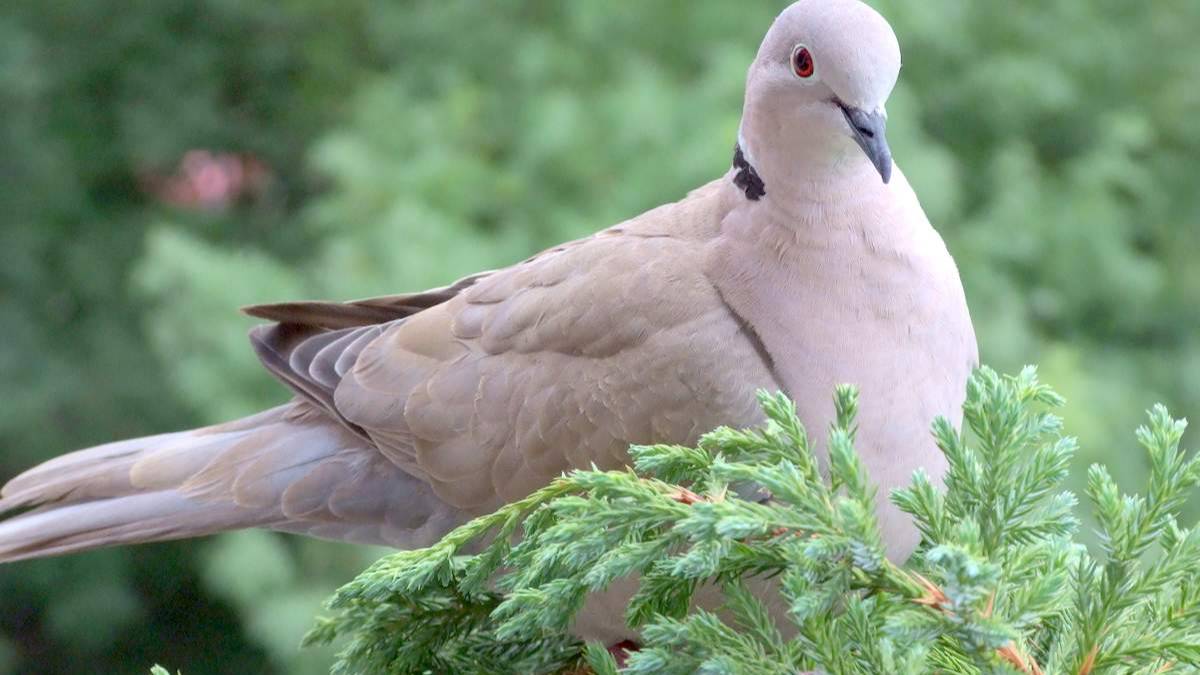 Горлинка смотреть онлайн
