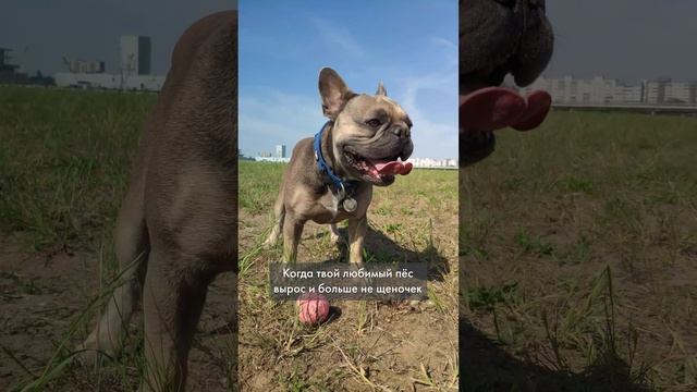 Я к такому точно готова не была. Хотела бы вернуть то прекрасное время #французскийбульдог смотреть онлайн
