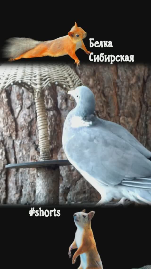 Вяхирь задевает зонтик