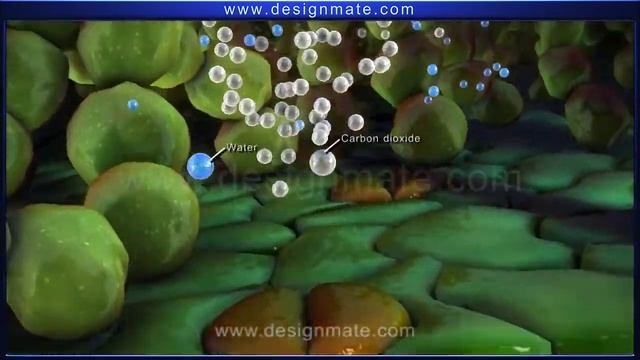 how photosynthesis takes place in plants & Process Of Photosynthesis (animated) смотреть онлайн