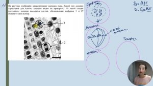 Этапы митоза на примере микропрепарата КОРЕШКА ЛУКА. НОВАЯ ЗАДАЧА 2023-2024.