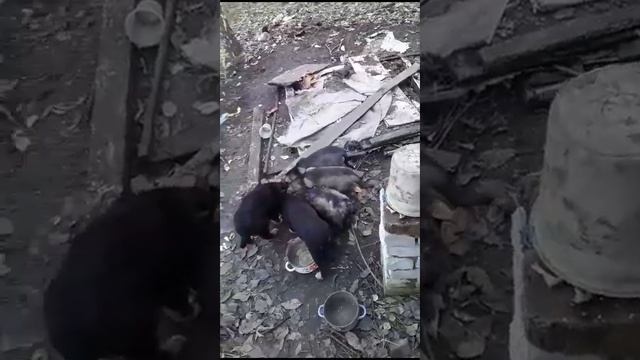Отдадим в добрые руки Барнаул, пригород, в свой дом. Метисы овчарки.Пишите в комментариях смотреть онлайн