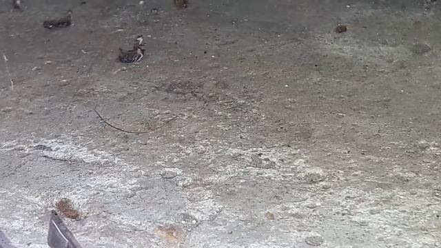 С мухи лезут черви смотреть онлайн
