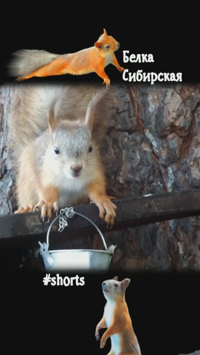 Бельчата пьют по-разному