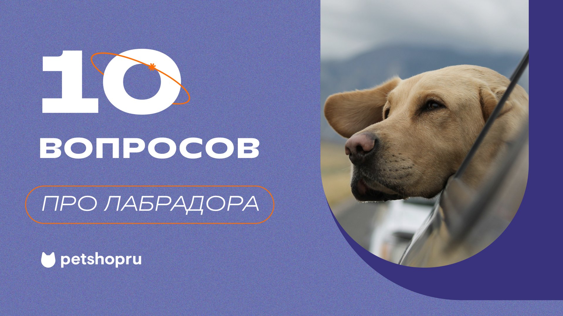 10 вопросов владельцу про породу лабрадор. Характер и темперамент лабрадоров смотреть онлайн