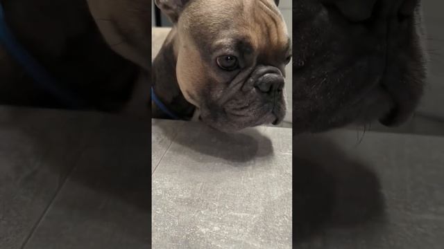 Завтрак в одиночестве, не, не слышали. Собака гипнотизер #французскийбульдог #бульдог смотреть онлайн