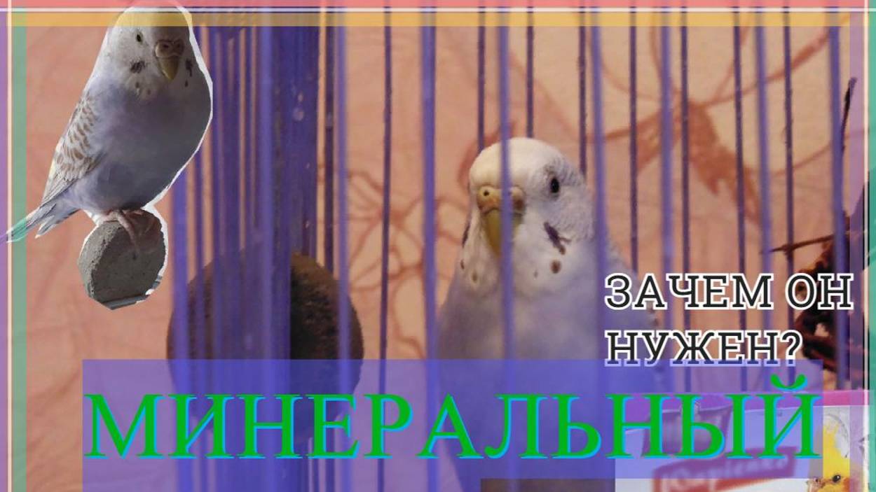 ЗАЧЕМ НУЖЕН МИНЕРАЛЬНЫЙ КАМЕНЬ ДЛЯ ВОЛНИСТОГО ПОПУГАЯ? КАК ДАТЬ МИНЕРАЛЬНЫЙ КАМЕНЬ ПОПУГАЮ? смотреть онлайн