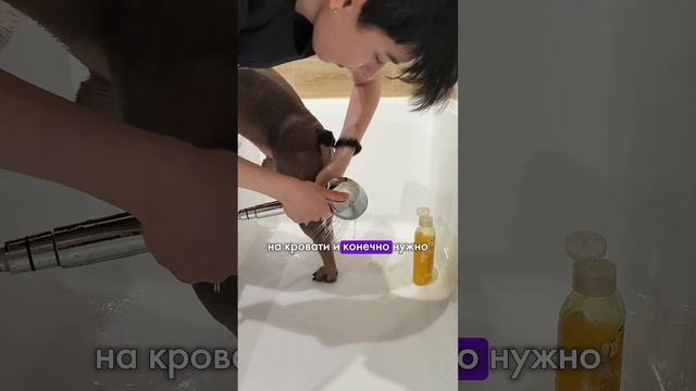 И так мы делаем каждый день #французскийбульдог #бульдоги #бульдог смотреть онлайн