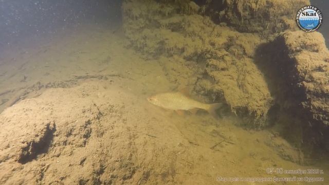 2019_09_7-8 - Мир грез и подводных фантазий на Судости смотреть онлайн