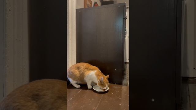 Гости, которым рады смотреть онлайн