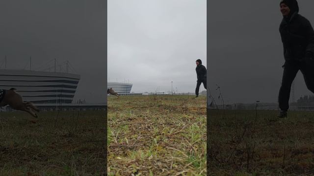 Вот такие энергичные у нас прогулки. Собака заставляет хозяина играть в футбол #французскийбульдог смотреть онлайн