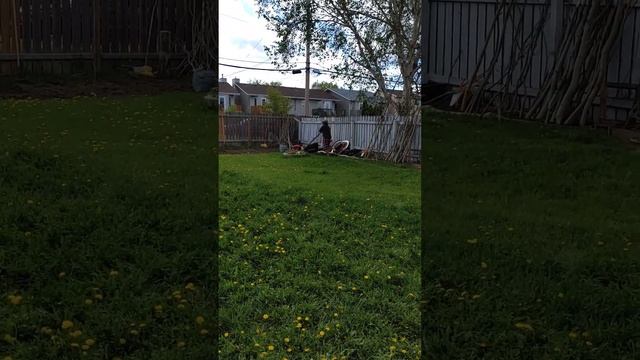 Lolo's time to mow the lawn, not bad смотреть онлайн