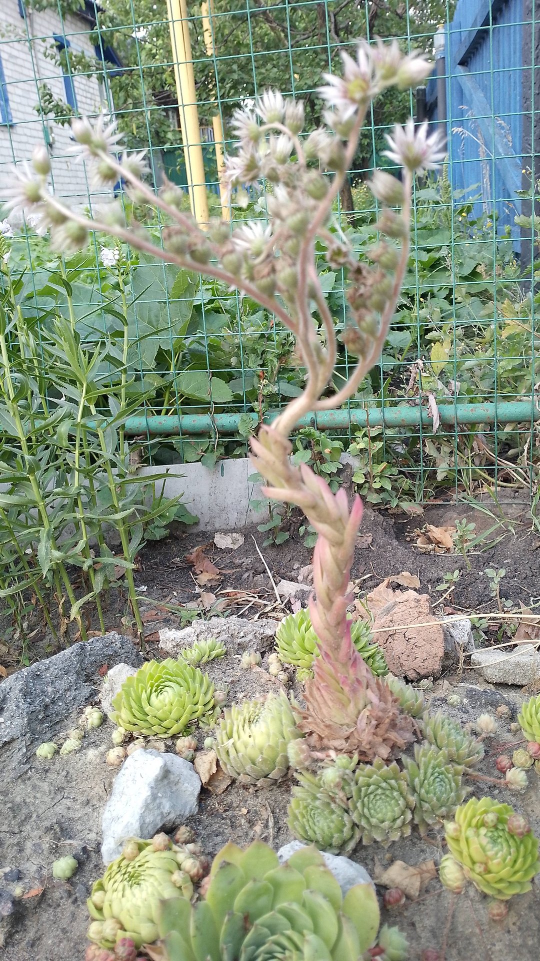 Цветение молодило смотреть онлайн