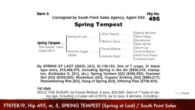 FTKFEB19, Hip 495, m, 5, SPRING TEMPEST (Spring at Last) смотреть онлайн