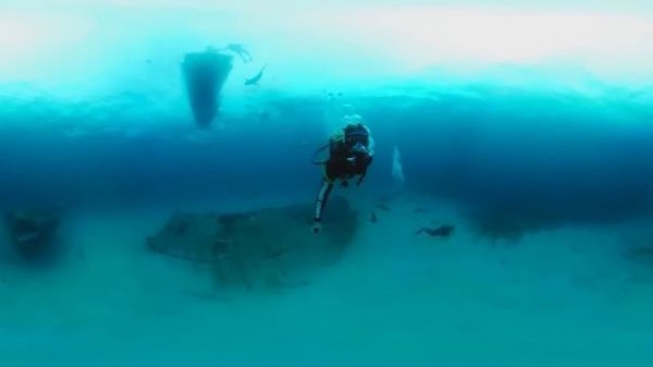 Дайвинг с акулами | VR видео 360
