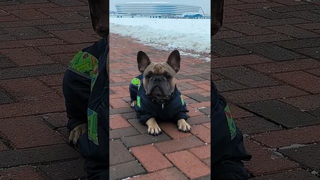 Два французских бульдога гуляют. Встреча друзей #французскийбульдог #бульдог #забавныеживотные смотреть онлайн