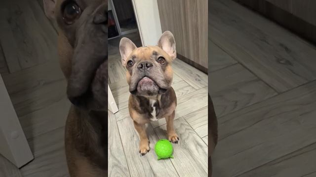 Вы только на него посмотрите #французскийбульдог #бульдог #французик смотреть онлайн