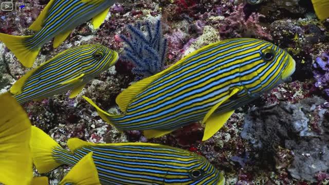 [NEW] 4HRS Stunning 4K Underwater Footage🐠Rare & Colorful Sea Life Video - Relaxing Sleep Music # смотреть онлайн