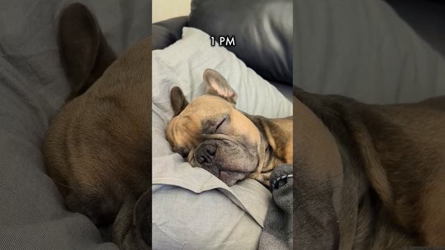 Чисто моë состояние сегодня #tired #tireddog #французскийбульдог смотреть онлайн