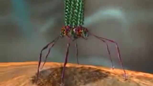 Бактериофаг разрушает бактерию. смотреть онлайн