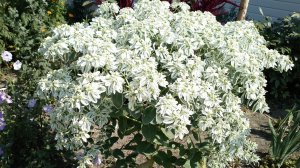 Молочай окаймленный: выращивание в открытом грунте