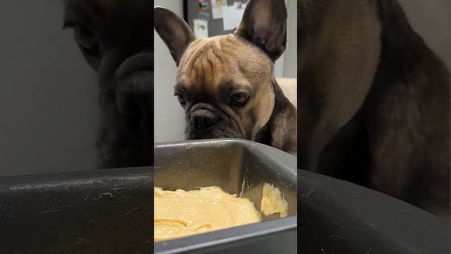 Готовлю со своим французским бульдогом смотреть онлайн