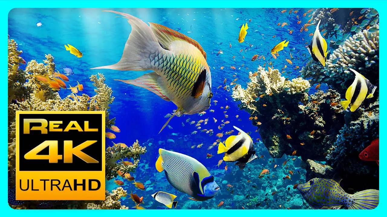 The Best 4K Aquarium for Relaxation II Relaxing Oceanscapes Sleep Meditation 4K UHD Screensaver смотреть онлайн