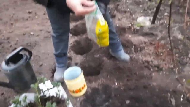 Посадка рассады картофеля в открытый грунт. смотреть онлайн