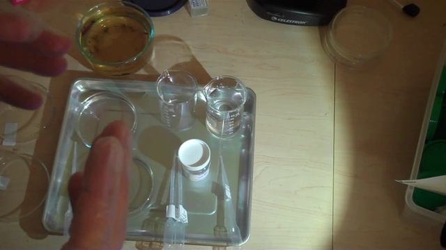 Water Bear - Tardigrades! - Microscope Fun смотреть онлайн