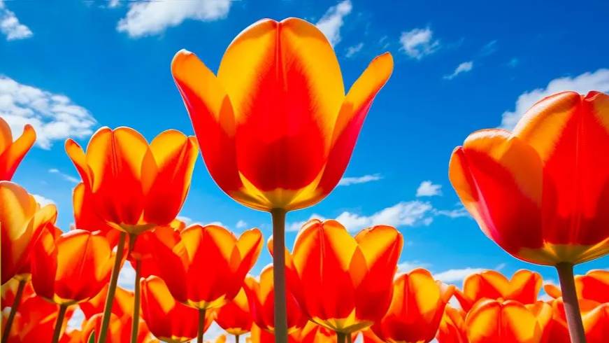 The Most Amazing Tulips in Stunning 4K HDR Tv Art Wallpaper смотреть онлайн