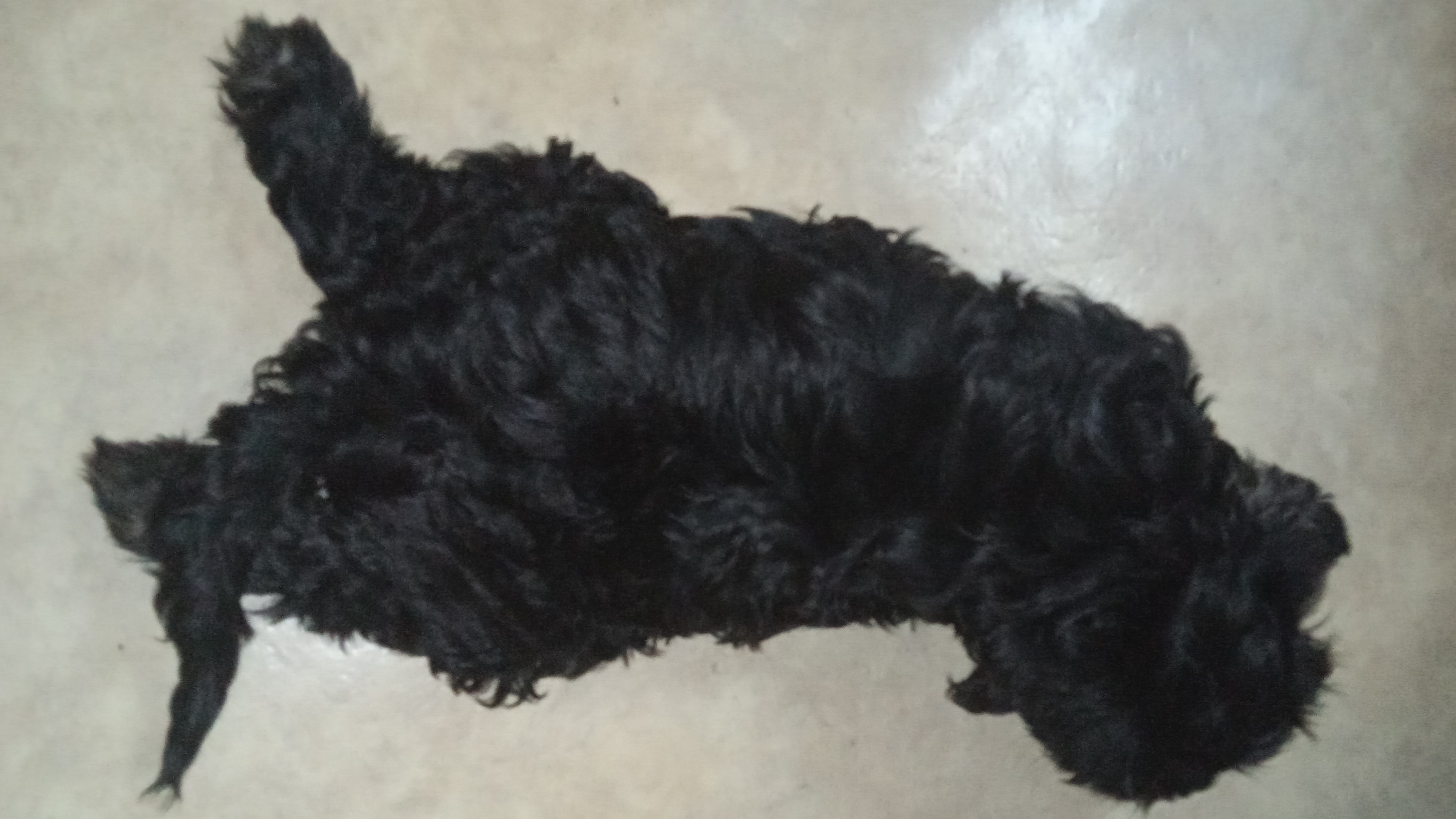 Щенки Тибетского терьера смотреть онлайн