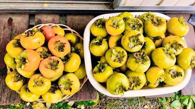 JAPAN SWEET PERSIMMON (last harvest) смотреть онлайн