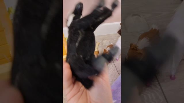 обзор на моих лошадок смотреть онлайн