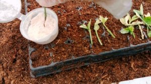 КАК ЧЕРЕНКОВАТЬ БЕРЕСКЛЕТЫ?! ВСЁ  ЛЕГКО.