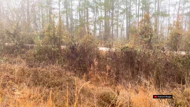 New Year’s Eve 2023 Rabbit Hunt & More!!! | Anderson’s Beagles #Share #Comment #Subscribe #NoDaysOf смотреть онлайн