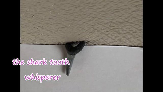 SHARK TOOTH FINDS OVER THE LAST COUPLE OF YEARS смотреть онлайн